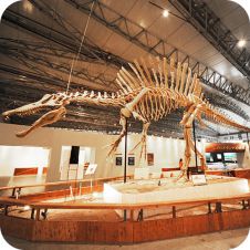 Dinosaur Skeleton Replicas