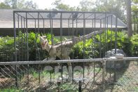 Dinosaur World Project