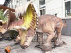Kosmoceratops Male