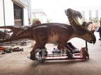 Kosmoceratops Male