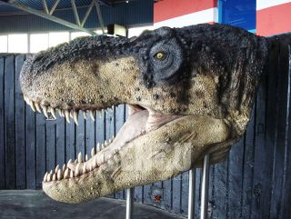 Allosaurus Head