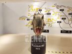 Allosaurus Head