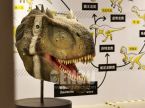 Allosaurus Head