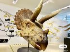 Triceratops Head