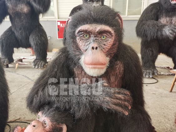 Chimpanzee