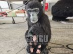 Chimpanzee
