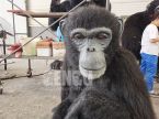 Chimpanzee