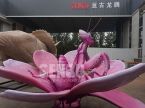 Mantis