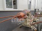 Centipede