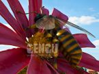 Bee And Flower