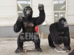 Chimpanzee