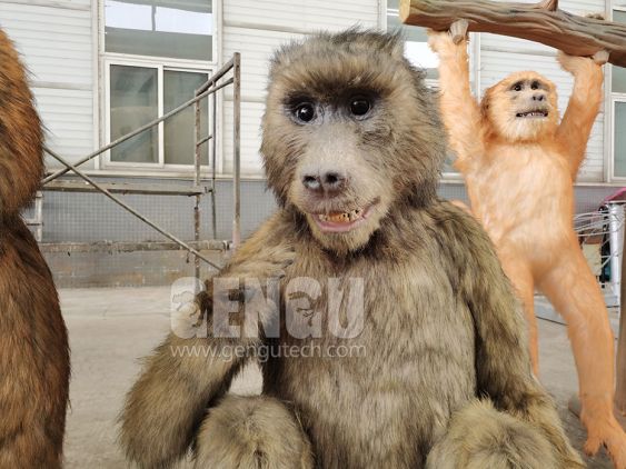 Monkey