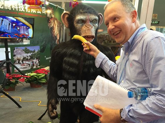 Chimpanzee