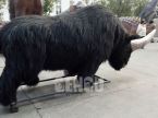 Rhinoceros
