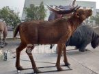 Megacerops