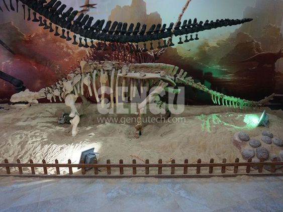 Ankylosaurus Fossil