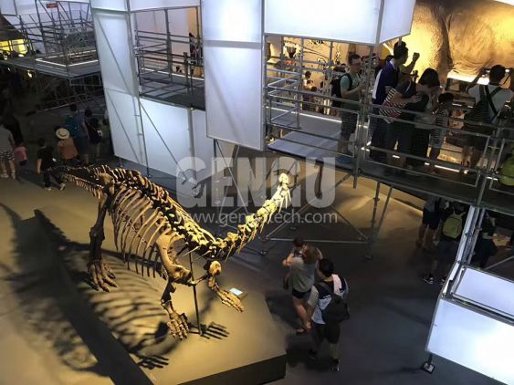 Apatosaurus Fossil