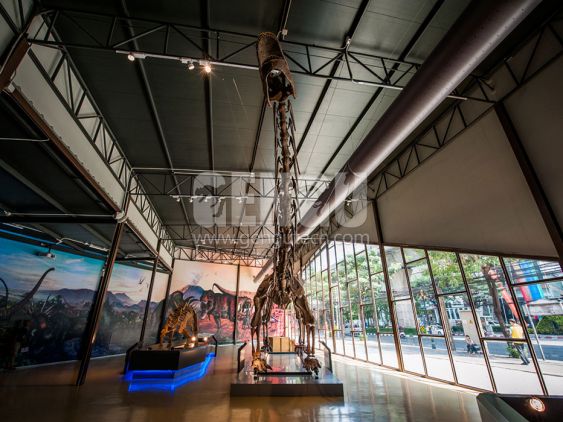 Apatosaurus Fossil