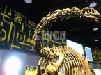 Apatosaurus Fossil