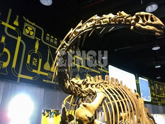 Apatosaurus Fossil