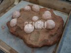 Dinosaur Egg Fossil