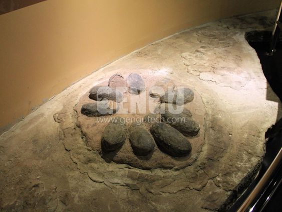 Dinosaur Egg Fossil