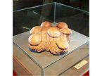Dinosaur Egg Fossil