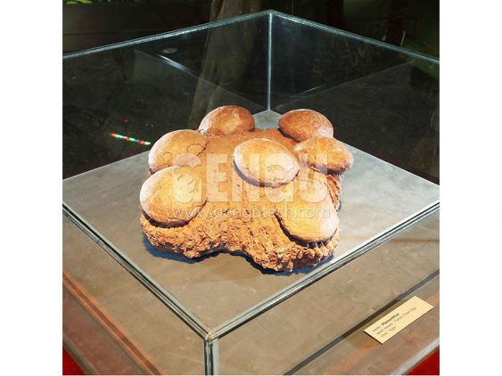 Dinosaur Egg Fossil