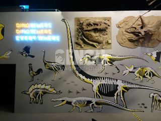 Dinosaur Head Skeleton