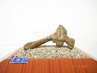 Dinosaur Fossil