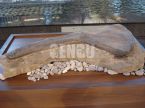 Dinosaur Fossil
