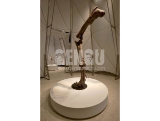 Dinosaur Leg Skeleton