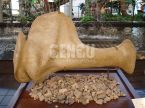 Dinosaur Skull