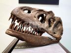Dinosaur Skull