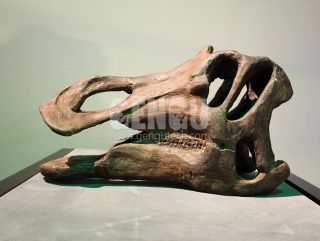 Dinosaur Skull