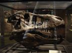 Dinosaur Skull