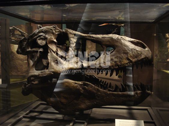 Dinosaur Skull