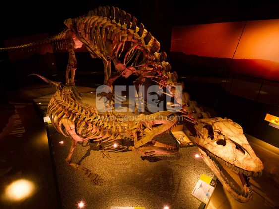 Fasolasuchus Fossil
