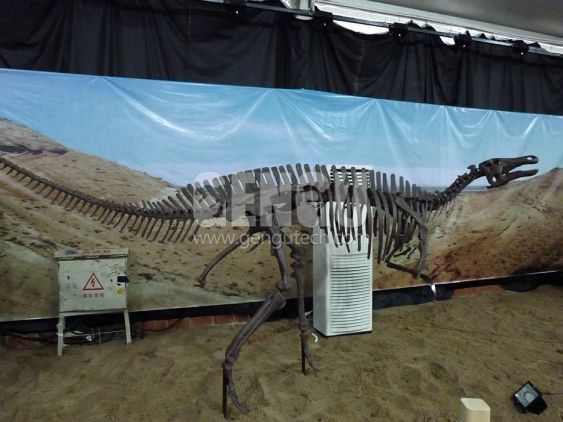 Hadrosaurs Fossil