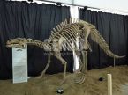 Hadrosaurs Fossil
