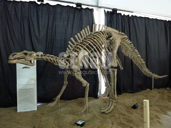 Hadrosaurs Fossil