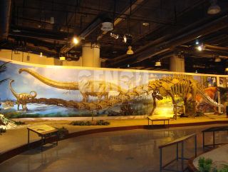 Mamenchisaurus Fossil