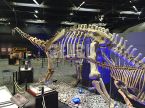 Mamenchisaurus Fossil