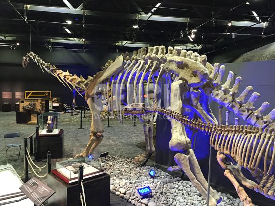 Mamenchisaurus Fossil