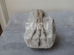 Phalange Fossil
