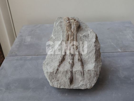Phalange Fossil