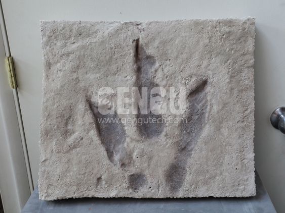 Phalange Fossil