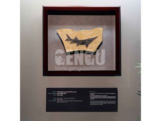 Protosephurus Fossil