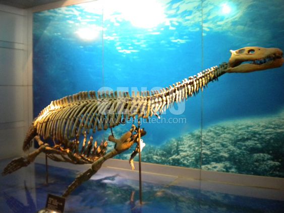 Pliosaurus Fossil