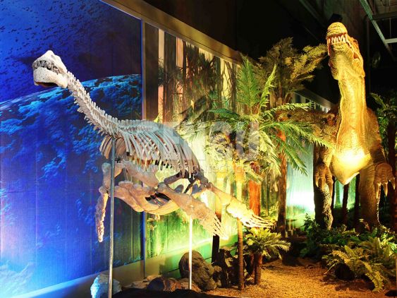 Pliosaurus Fossil